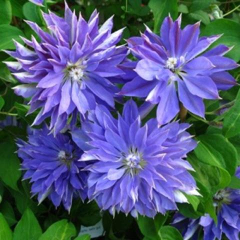 Clematis Teshio, very double blue-purple