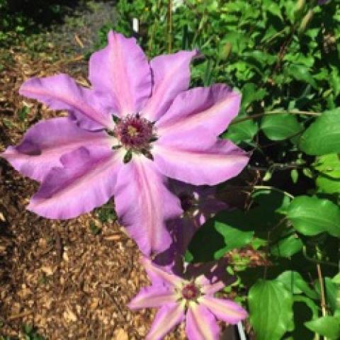 Clematis Vancouver Daybreak, sugar pink-lavender petals, up curved
