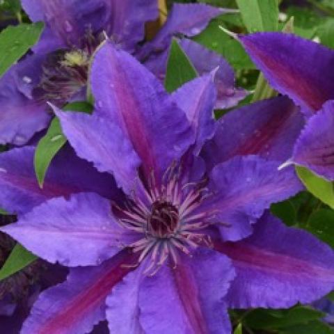 Clematis Paulie, lavender petals with a dark pink bar