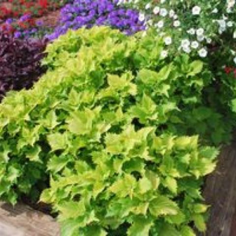 Coleus 'Wasabi', bright lime green leaves