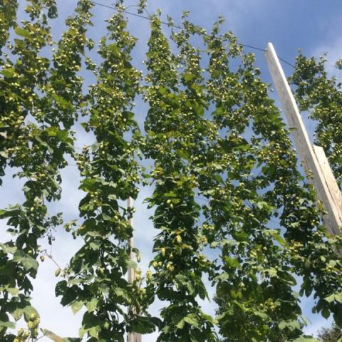 Humulus Cascade, green hops growing up tall trellis