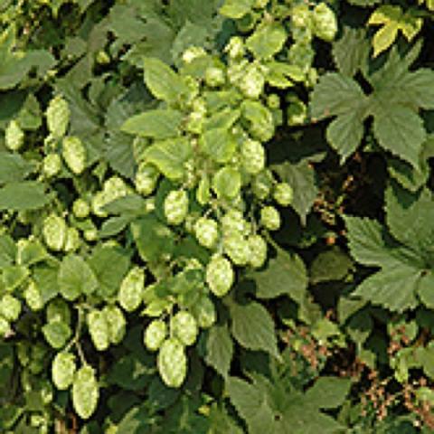 Humulus Nugget green fruit