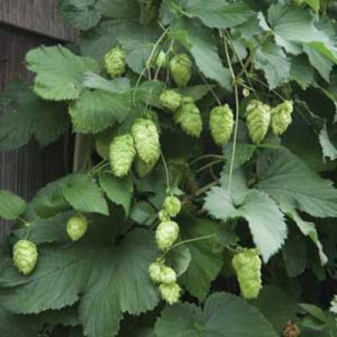 Humulus Willamette, green on green