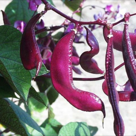 Dolichos labla, bright magenta bean pods