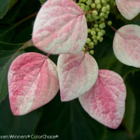 Schizophragma close up of pink to white petals