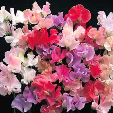 Lathyrus mix