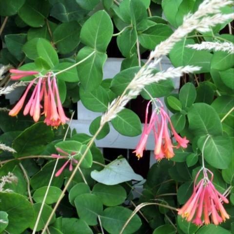 Lonicera 'Blanche Sandman', pendant orange-red flowers