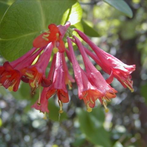 Lonicera 'Dropmore Scarlet' cluster of red-orange tubular flowers