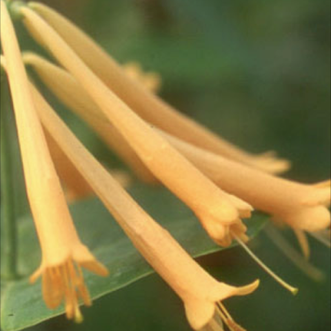 Lonicera 'John Clayton', closeup of yellow flowers