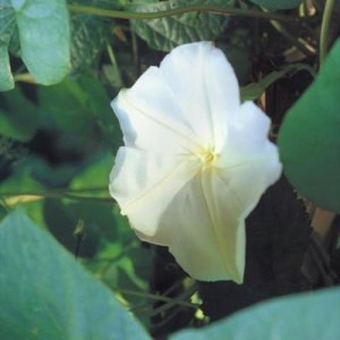 White moonflower