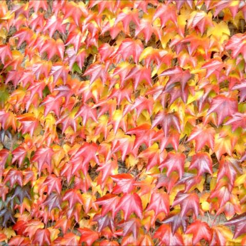 Parthenocissus tricuspidata, yellow and red fall color on three-pointed leaves
