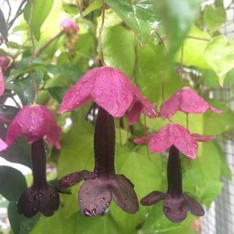 Rhodochiton astrosanguineum, dark bells dangling below magenta petals