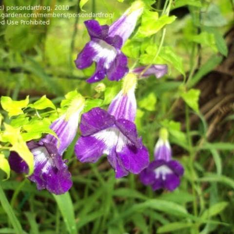 Asarina Joan Lorraine, purple tubular flowers with white throats