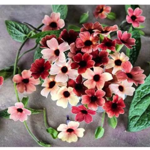 Thunbergia Blushing Susie, dark-eyed open flowers in shades from cream to brick red