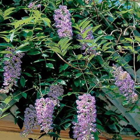 Wisteria 'Blue Moon', pendant lavender-blue flower clusters