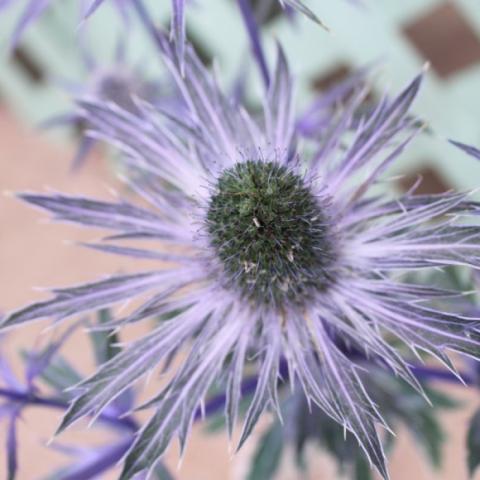Blue Glitter Eryngium close up, lavender spiky collar around central flower