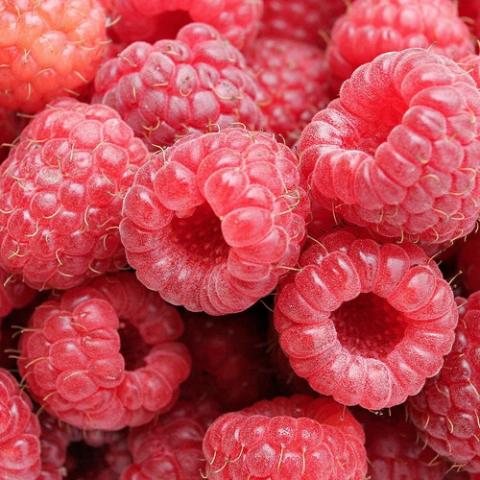 Red raspberries, similar to Latham Red