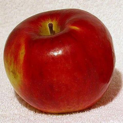 Cortland apple, mostly red, shiny