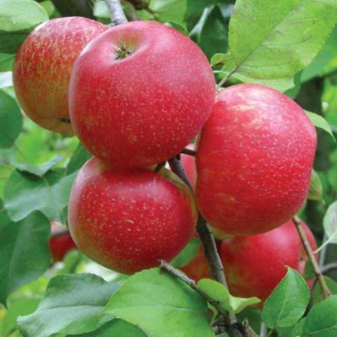 Malus Firestorm, redder Honeycrisp