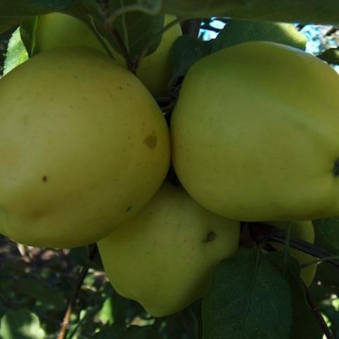 Malus Ginger Gold, yellow-green apples on a tree