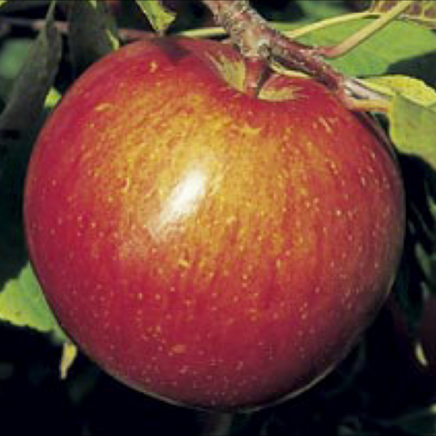 Haralson apple growing on a tree