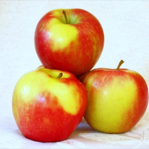 Honeycrisp apples sitting on a table