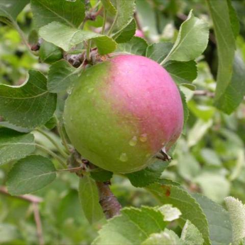 Liberty apple on the tree