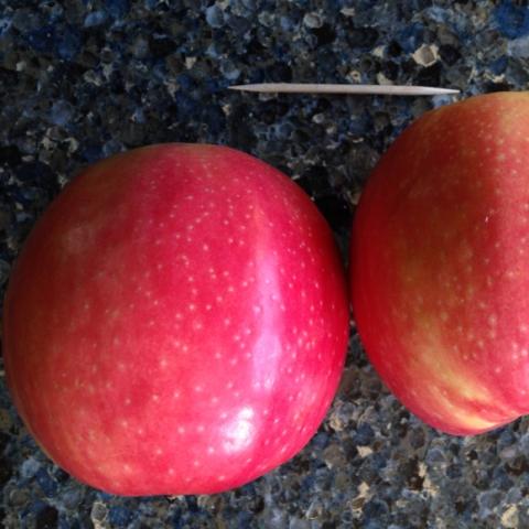 Pink Lady apple, large red