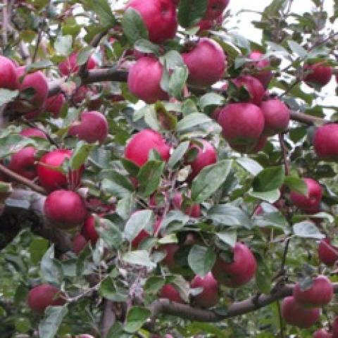 Red Spy apples growing on a tree