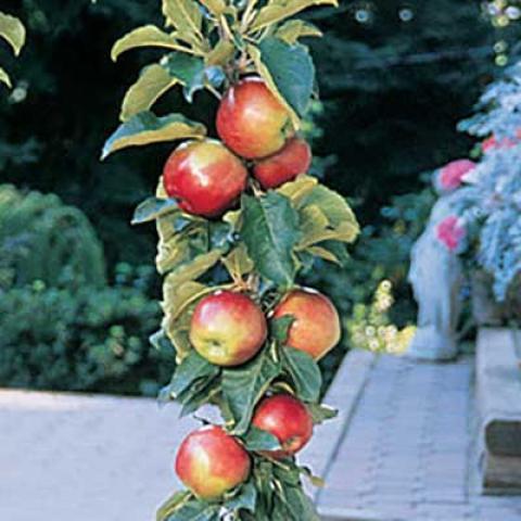 Scarlet Sentinel apples growing on a very narrow tree shape