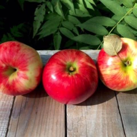 State Fair apple, red-cheeked apples with some light green