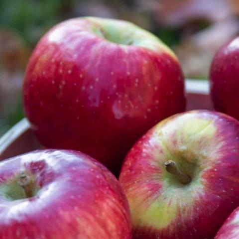Malus Triumph, red apples with some green near the stem