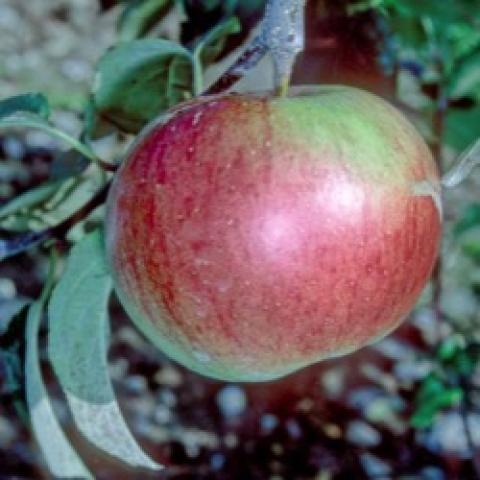 Wealthy apple on the tree, red skin
