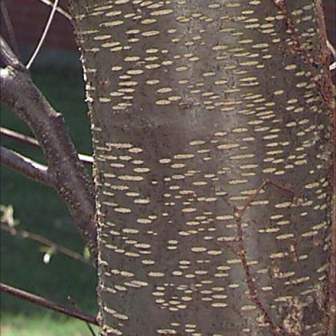 Prunus serotina bronzy, shiny bark with lighter horizontal markings
