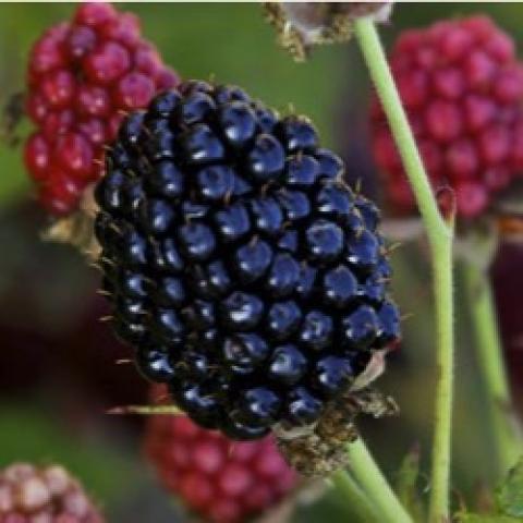 Babycakes blackberry, long black fruit