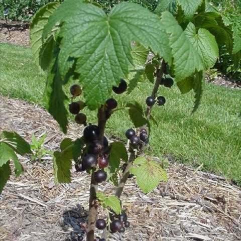 Ben Sarek, black currants on a bush