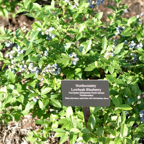 Northcountry blueberry, low bush with blue fruit