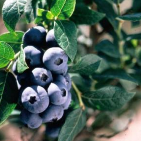 Blueberry 'Chippewa'