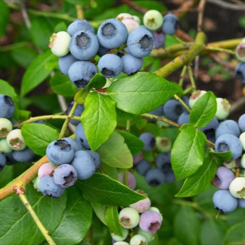 Northland blueberries growing on green-leafed shrub