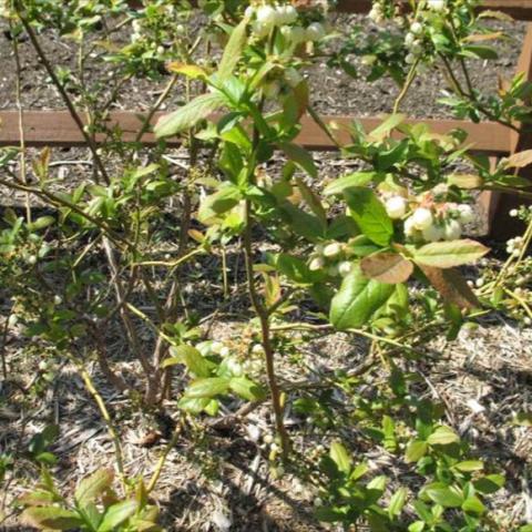 Patriot blueberry bush