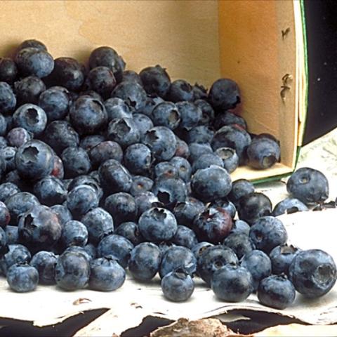 Polaris blueberries, dark blue