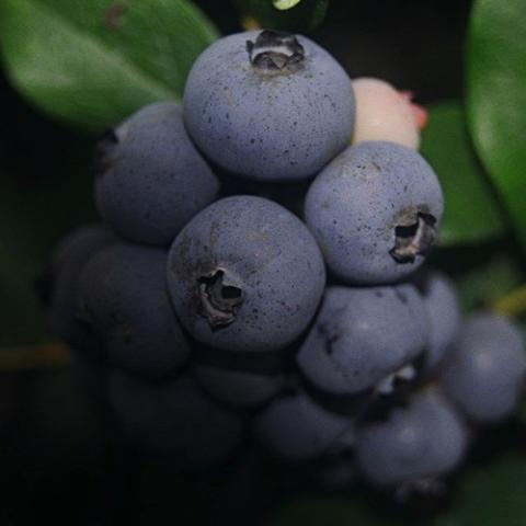 Vaccinium Toro, blue berries in a cluster
