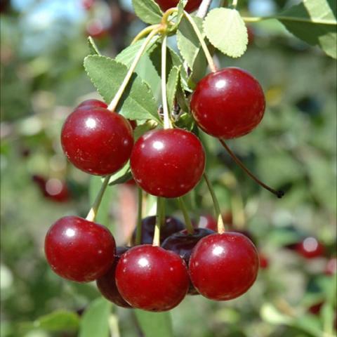 Carmine Jewel bush cherry