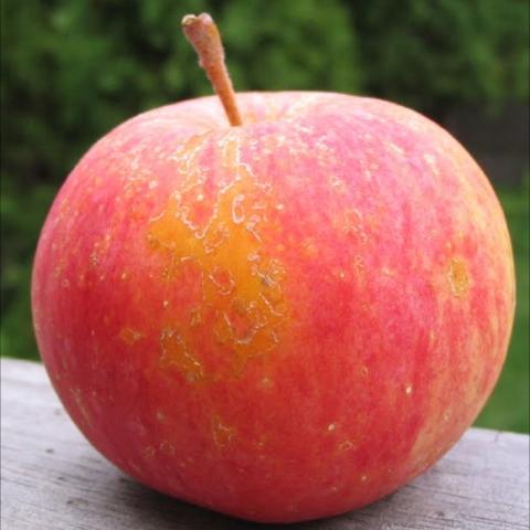 Chestnut crab apple, red with gold variation, smallish size
