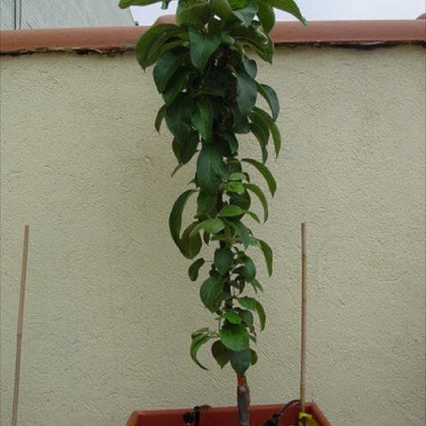 Malus 'Northpole', single upright tree