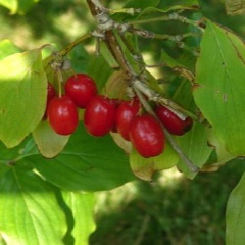 Cornus mas, red elongated cherry-like fruits against green leaves