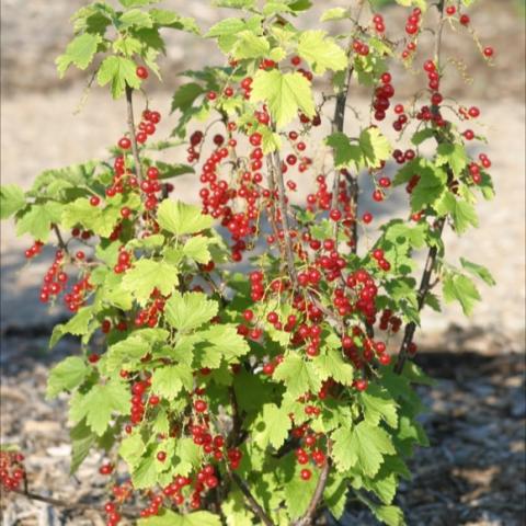Red Lake currant, showing habit of the shrub with fruit on it