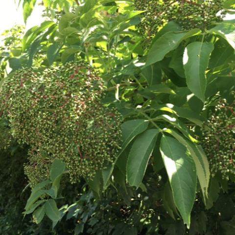 Not-yet-ripe fruit of Sambucus nigra