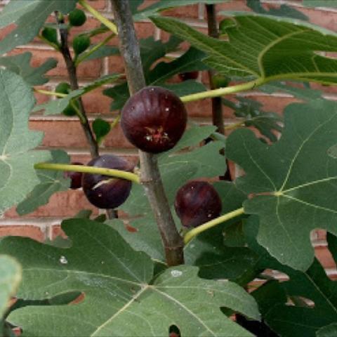 FIcus Chicago Hardy, green leaves and brown figs