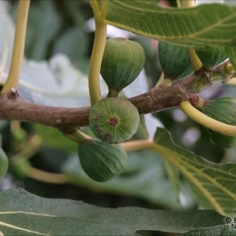 Turkey fig immature fruit on the tree